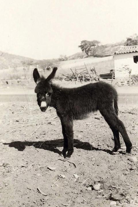 Burro, Mexico, 1967