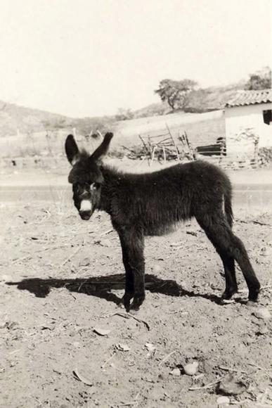 Burro, Mexico, 1967